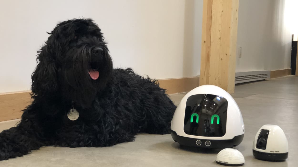 robot pour chien