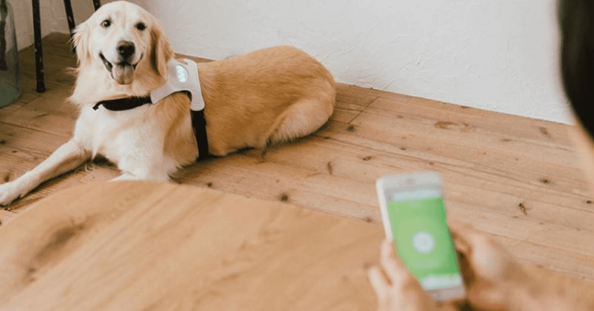 invoxia's smart dog collar lets you track your pet's vitals